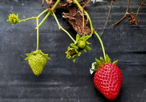 Vital Nutrition and Counselling